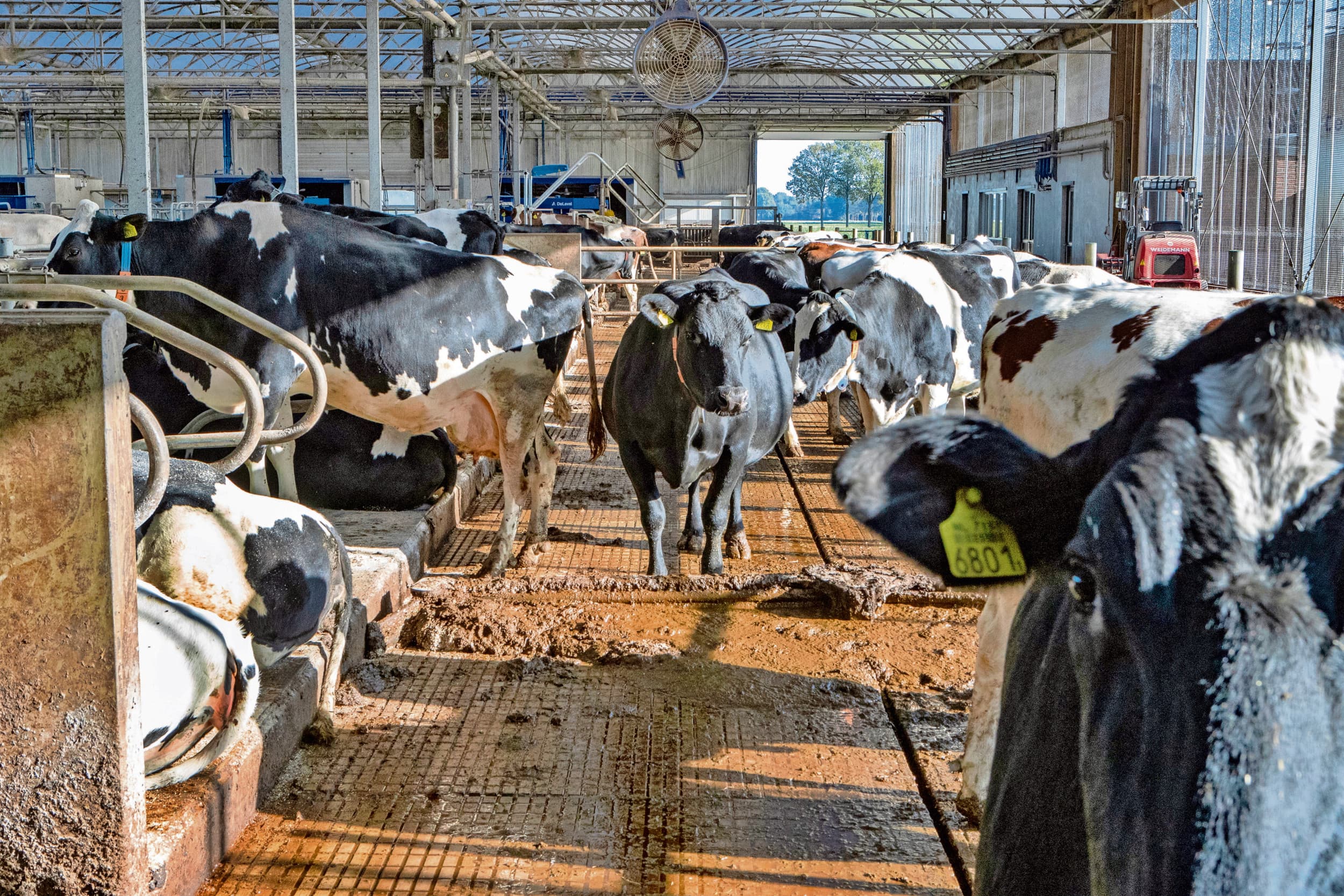 Serrestal voor 190 koeien. De melkveehouderij komt dit jaar 3,8% boven het fosfaatplafond uit, de stikstofexcretie zakte in het tweede kwartaal naar 273,2 miljoen kilo. – Foto: Ronald Hissink