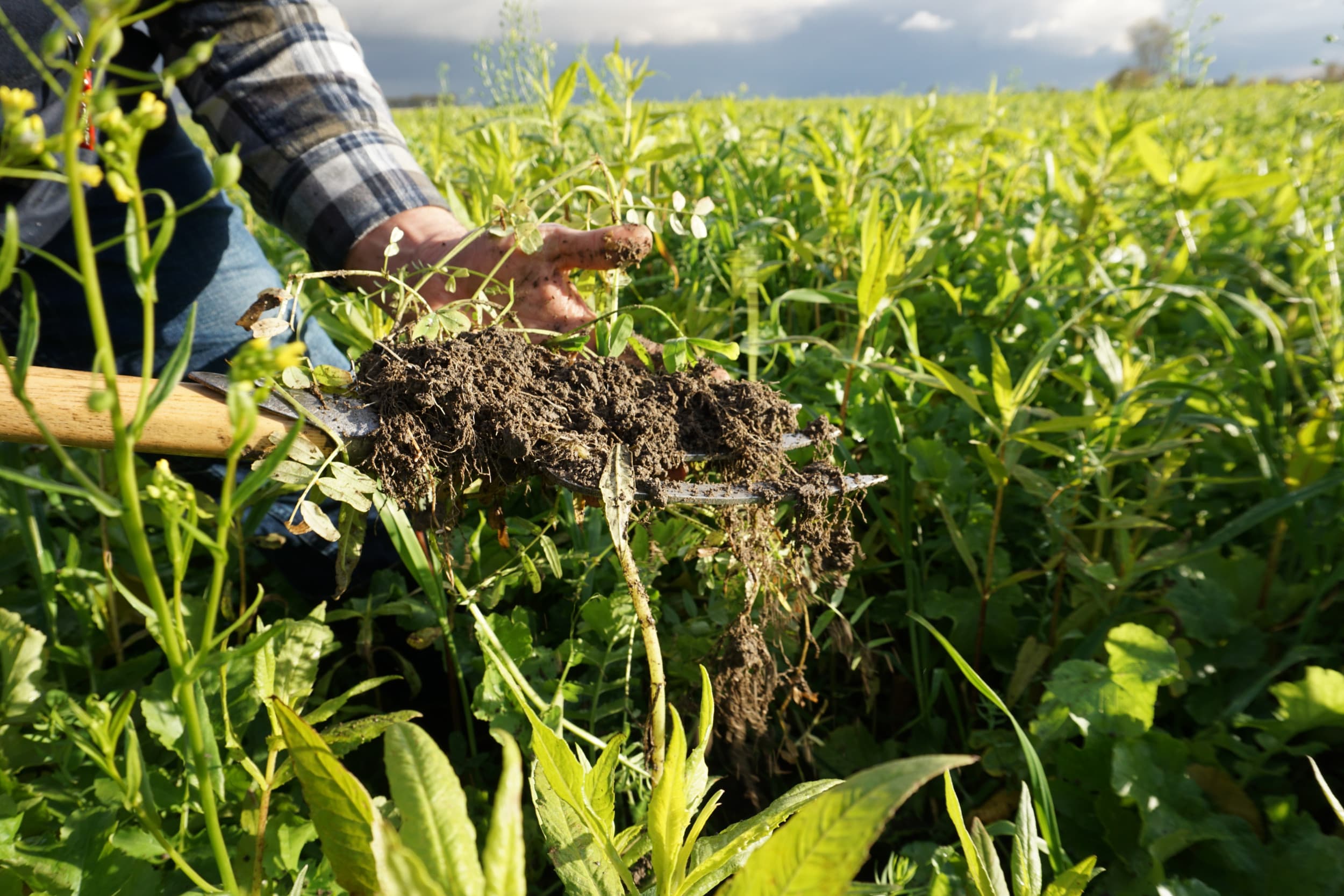 Veel voordeel van groenbemesters zit ondergronds. Foto’s en grafieken: DSV
