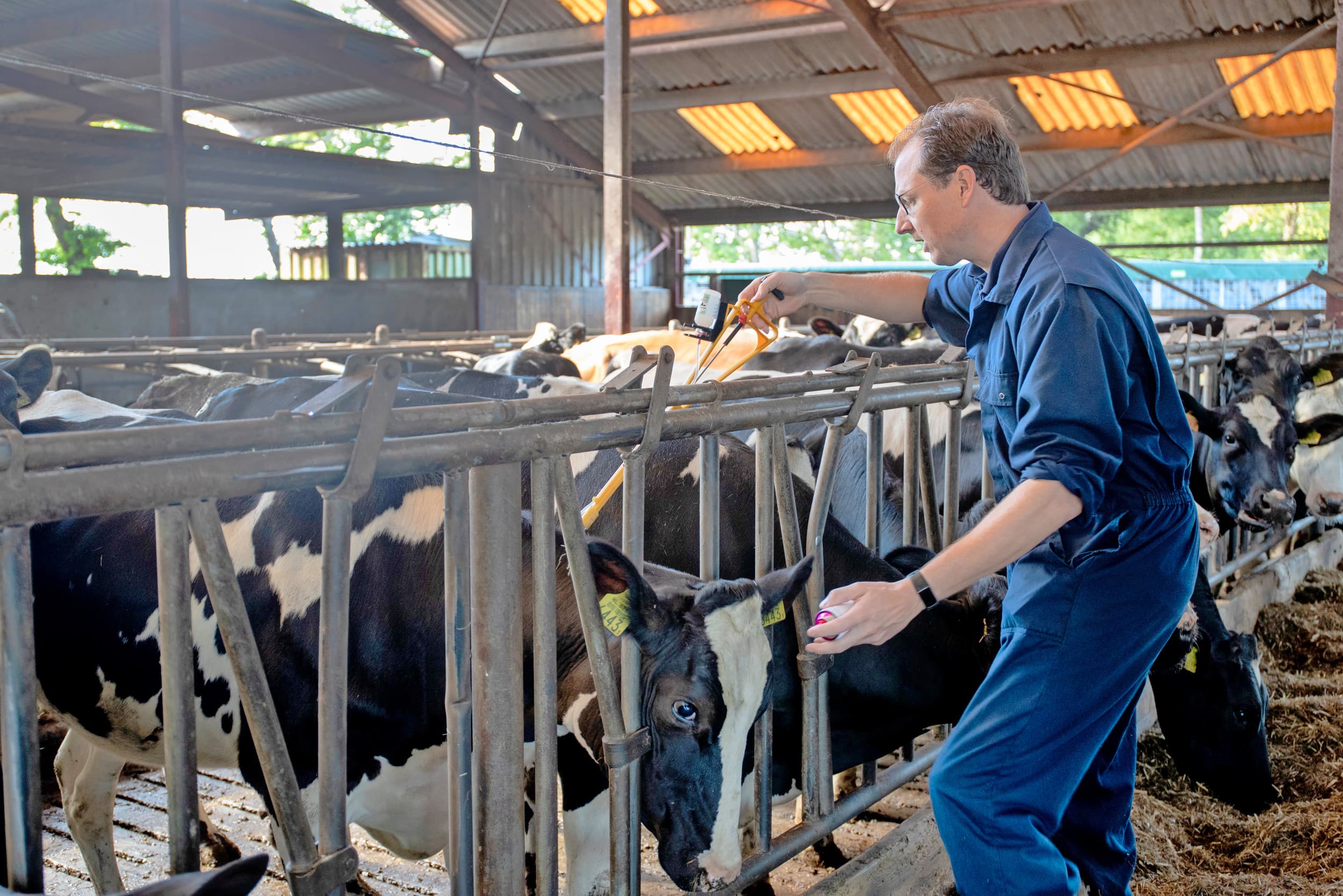 Veearts vaccineert koeien tegen blauwtong. Onder rundvee is sprake van een forse spreiding qua vaccinatiegraad. – Foto: Hans Banus