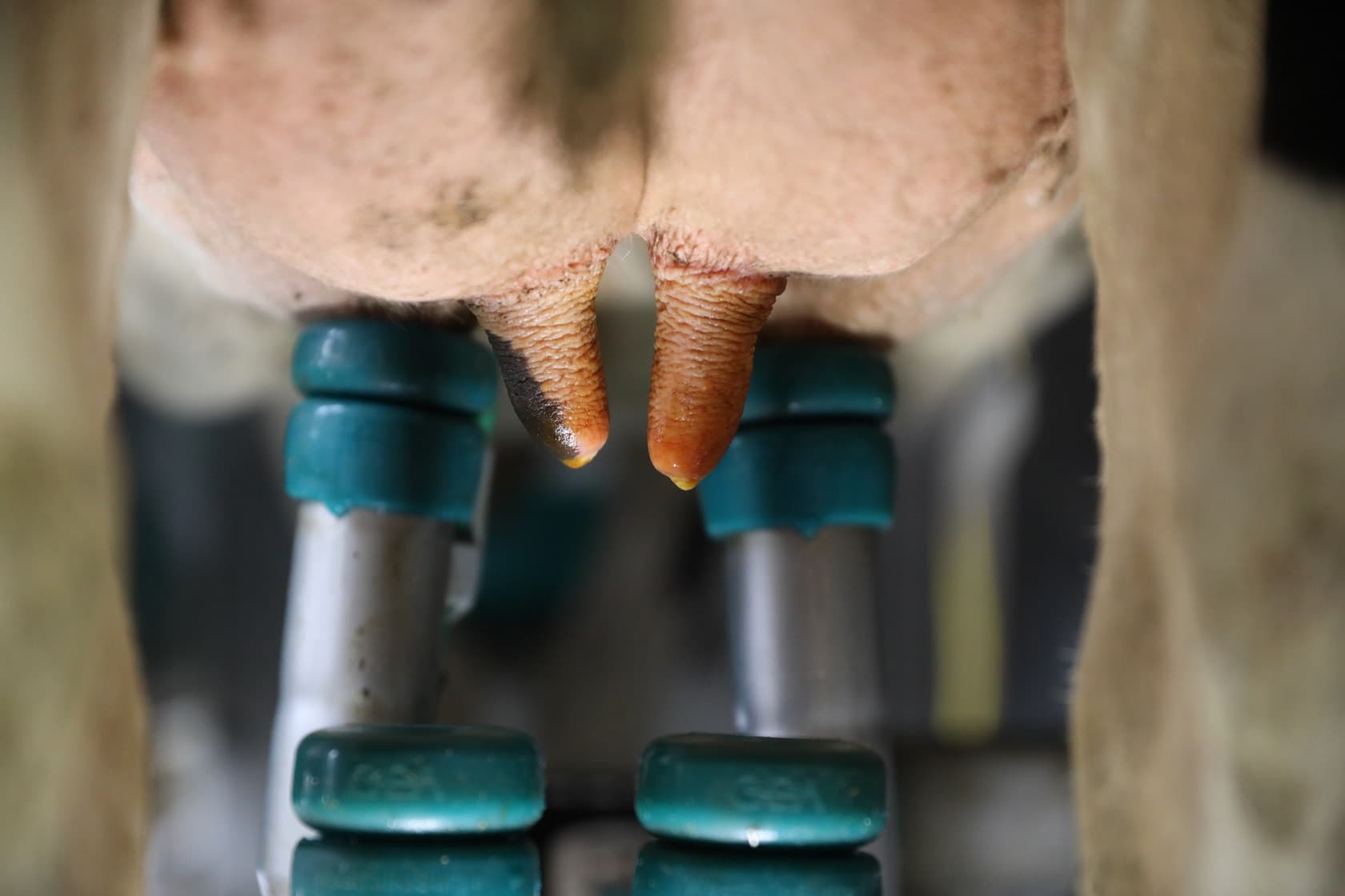 Foto: Agrifirm
