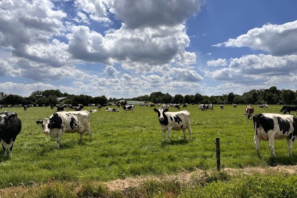 Het Foqus planet-programma van FrieslandCampina beloont duurzaamheidsprestaties, waaronder ook weidegang, wat bijdraagt aan de totale toeslagen die leden-melkveehouders ontvangen. – Foto: Martijn ter Horst