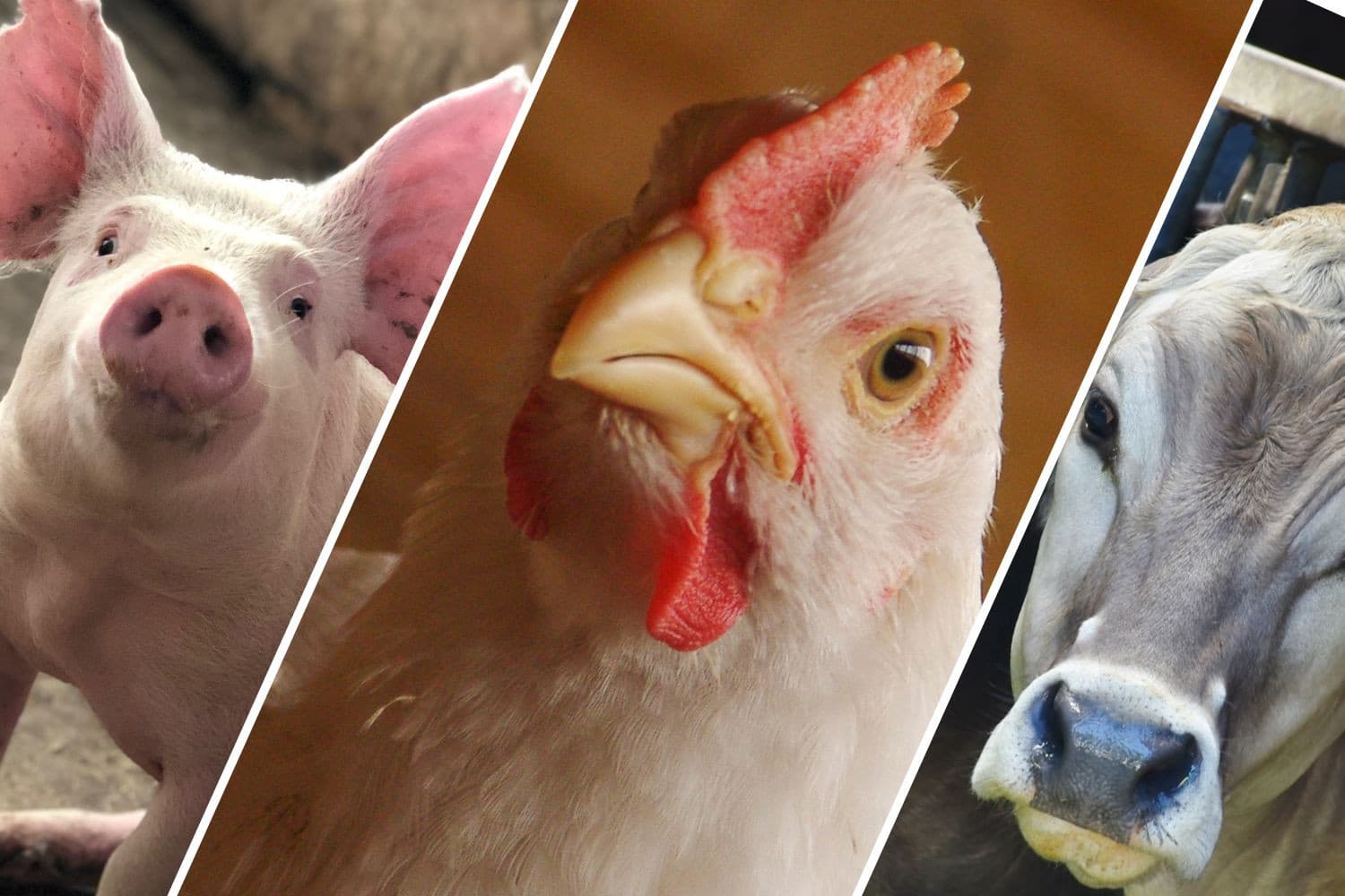 Het is in de veehouderij normaal dat de stalbezetting vaak lager is dan de vergunning toestaat. – Afbeelding: Canva, beeldbewerking