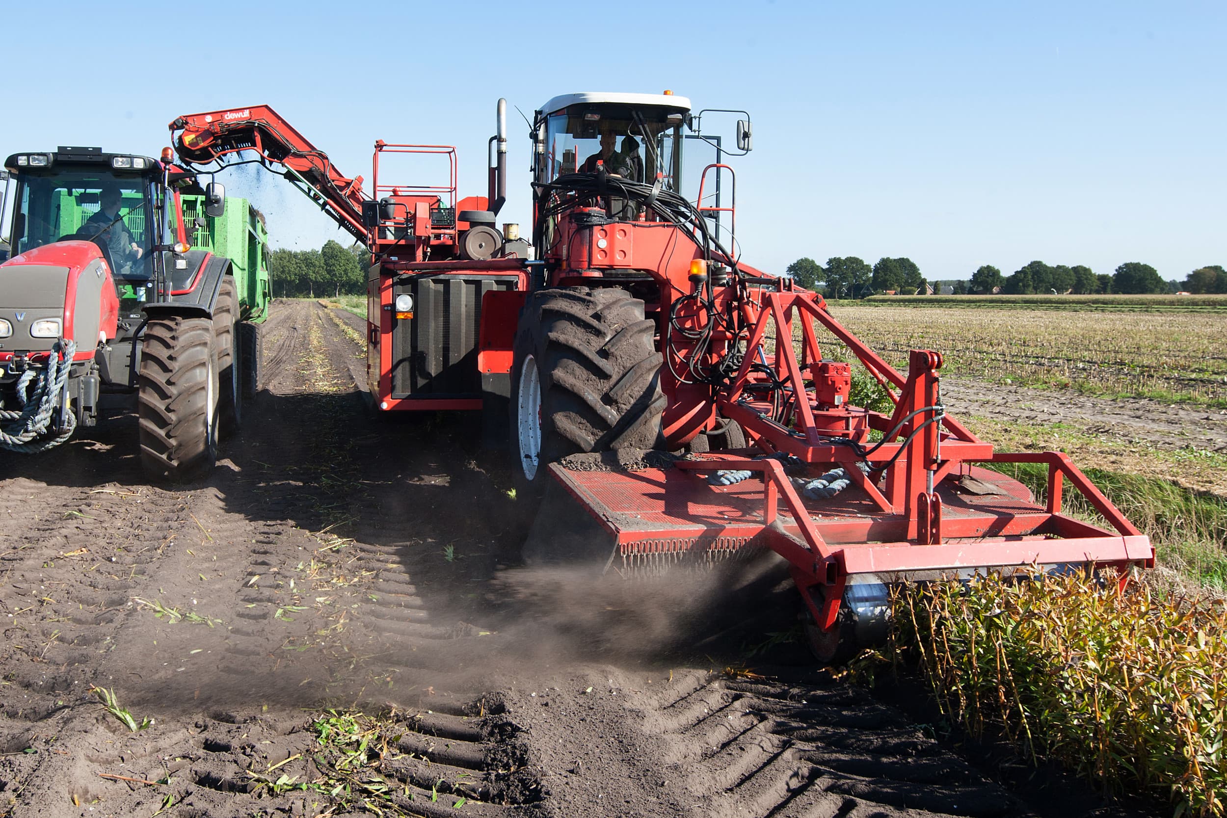 In 2023 telde Nederland 6257 hectare lelieteelt, blijkt uit gegevens van het Centraal Bureau voor de Statistiek. Dat is wat landbouwminister Piet Adema betreft meer dan genoeg. Hij heeft echter niet veel mogelijkheden grenzen op te leggen aan de teelt.- Foto: Ronald Hissink