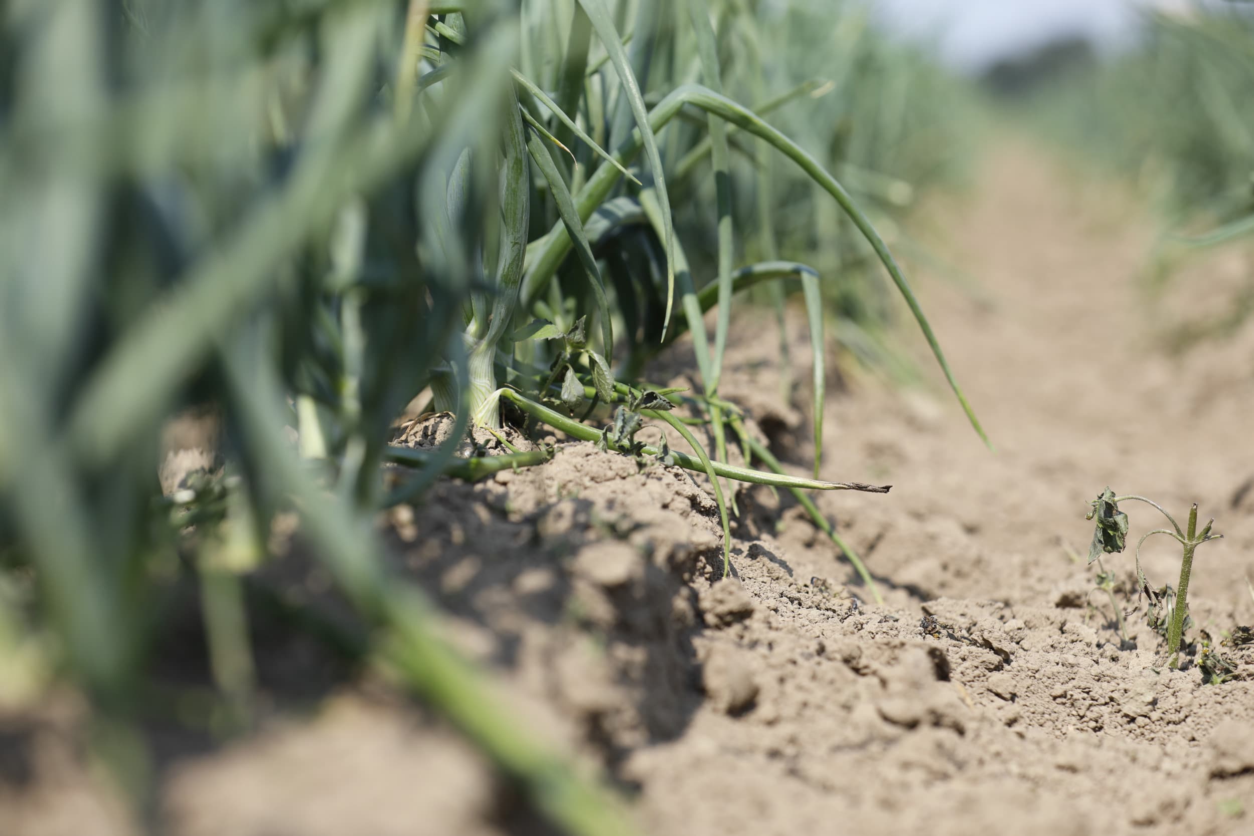 Onkruid branden is een van de methoden om onkruid te bestrijden in uien. In de biologische teelt is onkruidbestrijding een uitdaging en een grote kostenpost.