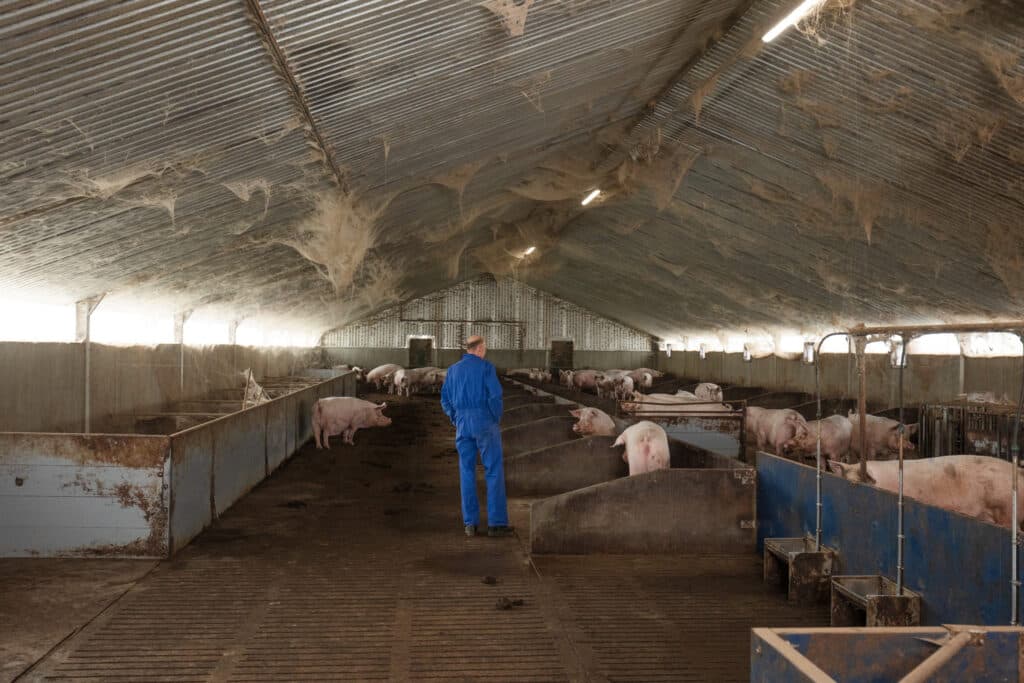 De aanblik van een bijna lege stal is triest. Nadat de laatste zeugen werpen komen er geen nieuwe in de stal.