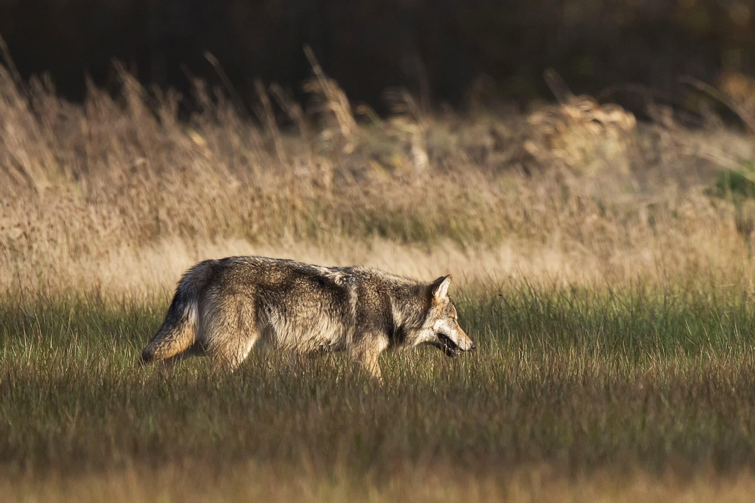 De provincie Gelderland raadpleegt een wolvendeskundige over een wolf die in de buurt van Ermelo rondloopt en "geen schuw gedrag" vertoont, laat een woordvoerder weten. – Foto: ANP