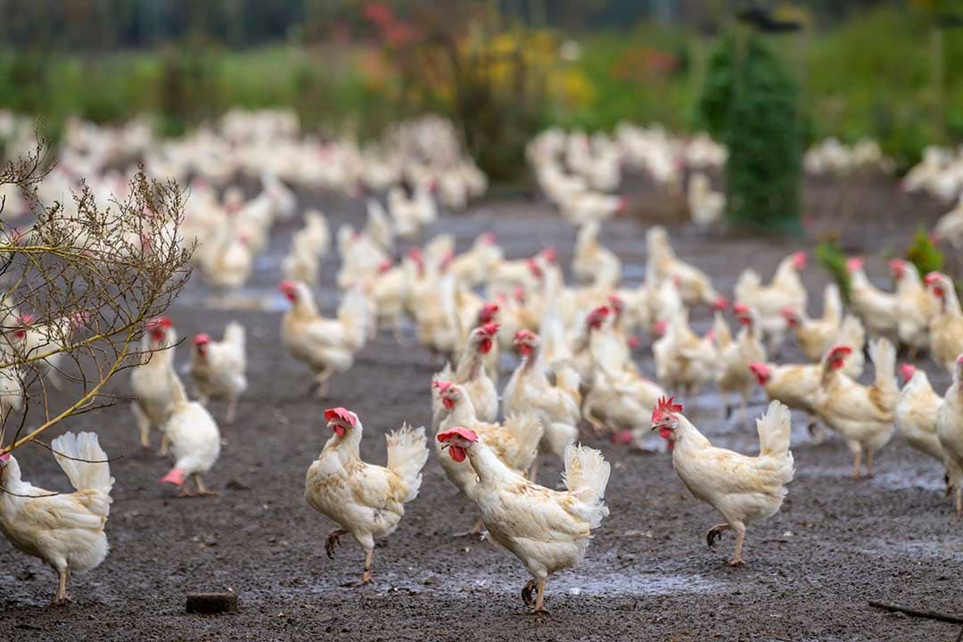 De ophok- en afschermplicht voor vrije-uitloopkippen wordt grotendeels ingetrokken. - Foto: Frank Uijlenbroek