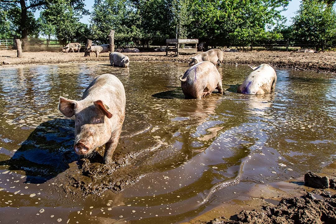 Zeugen spelen in een modderpoel. Als het aan de Partij voor de Dieren ligt, moeten alle varkens uiterlijk in 2040 een modderbad kunnen nemen om zich te kunnen koelen. Adema vindt dat een buitenuitloop idealiter