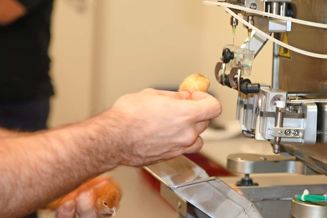 De tweede, uitgebreidere veldproef van vaccinatie tegen vogelgriep zal worden uitgevoerd bij legbedrijven die hun producten uitsluitend in Nederland afzetten. - Foto: Royal