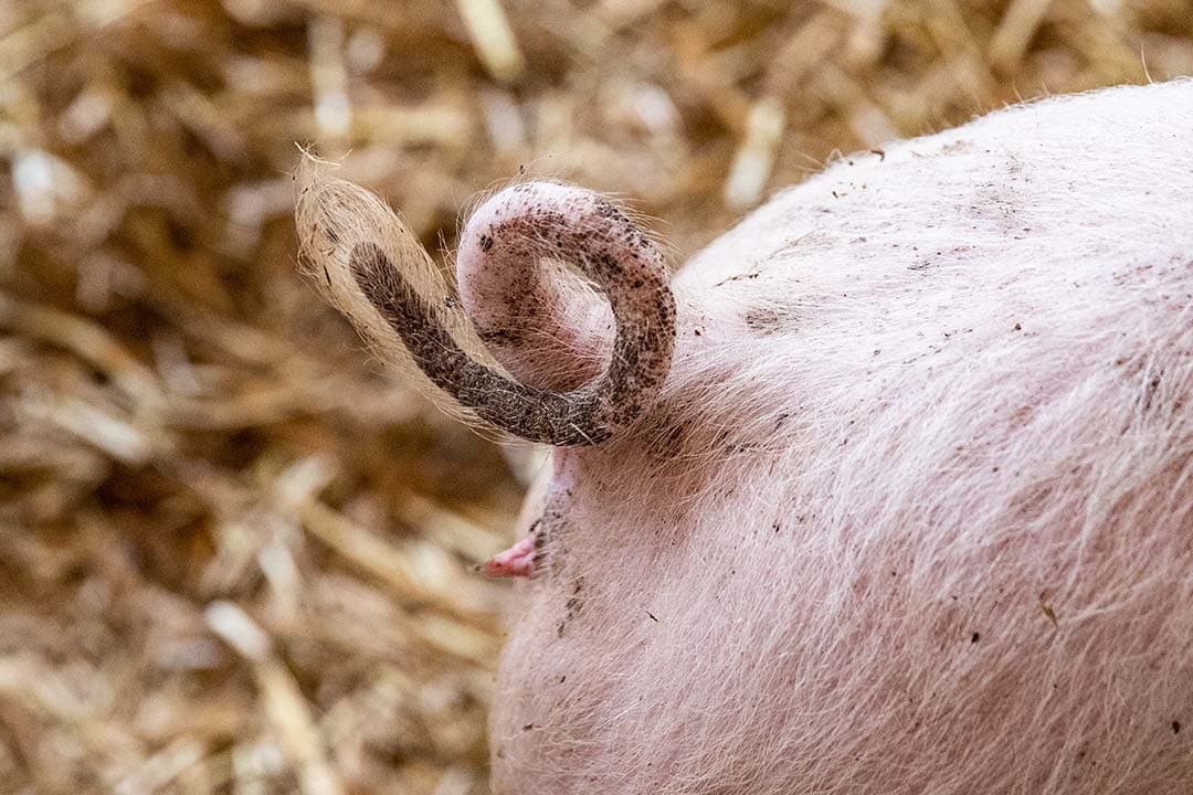 Routekaart krulstaart is onderdeel van de Publiek-Private Samenwerking die zich richt op de uitfasering van het staartcouperen. - Foto: Ronald Hissink