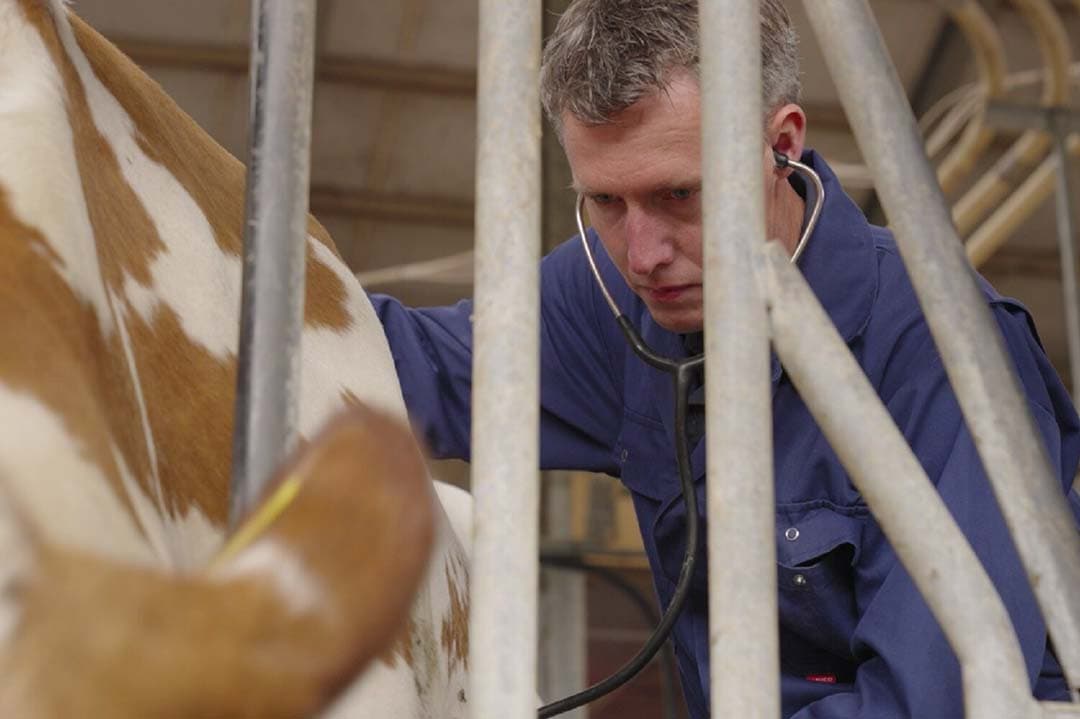 Twan van Bussel, dierenarts in Holten en Markelo: “Ik word liever op tijd opgeroepen om gezondheidsproblemen te voorkómen, dan om problemen op te lossen. Dat werkt veel prettiger.” - Foto: Nedap
