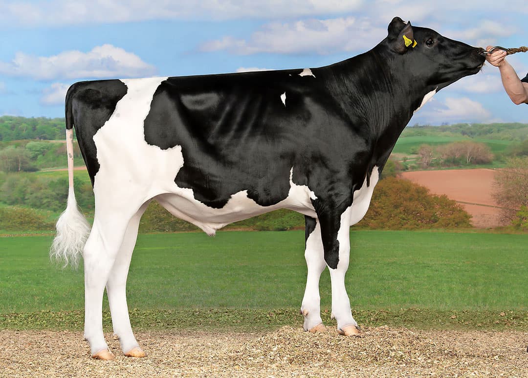 Stier SHA Spoonbill (Sunrise x Copyright) van Semex scoort hoog op kilo’s melk, eiwitgehalte, levensduur, Inet en NVI.