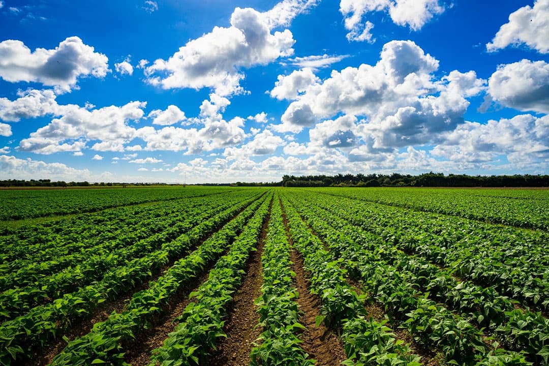 De Europese biologische landbouw kampt met een tegenslag, met een productiedaling van vijf procent en verminderde winkelverkoop, ondanks beleidsplannen voor forse groei. - Foto: Canva/Getty Images