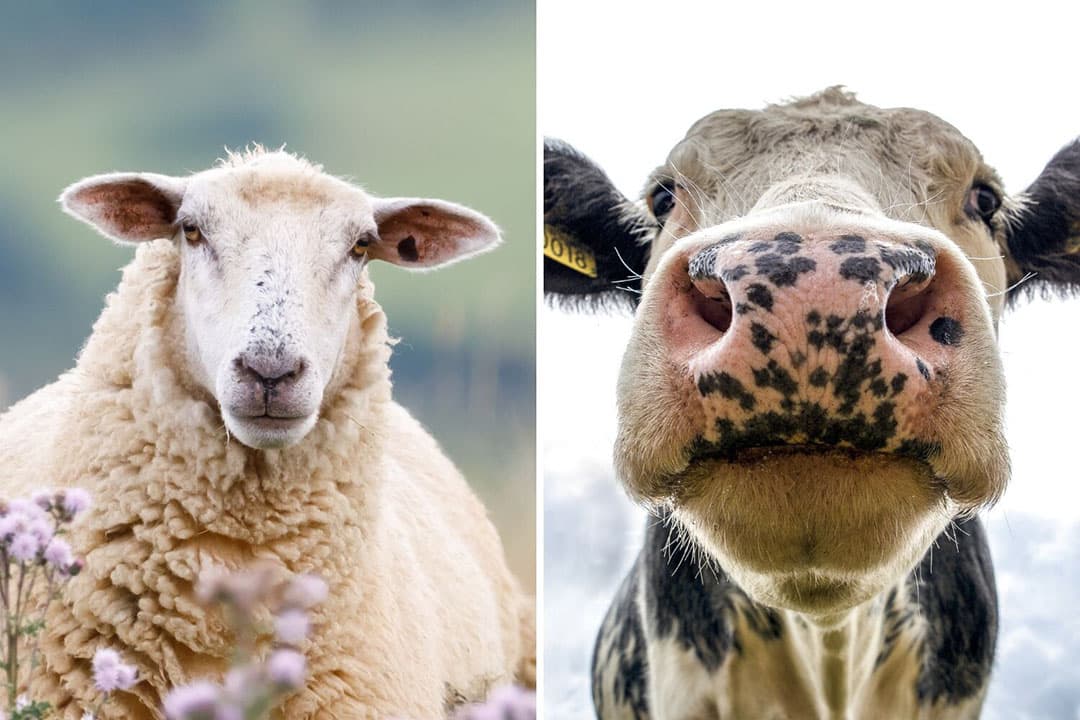 Niet alleen schapen, ook runderen kunnen flink ziek worden van blauwtong. - Foto: Canva, beeldbewerking