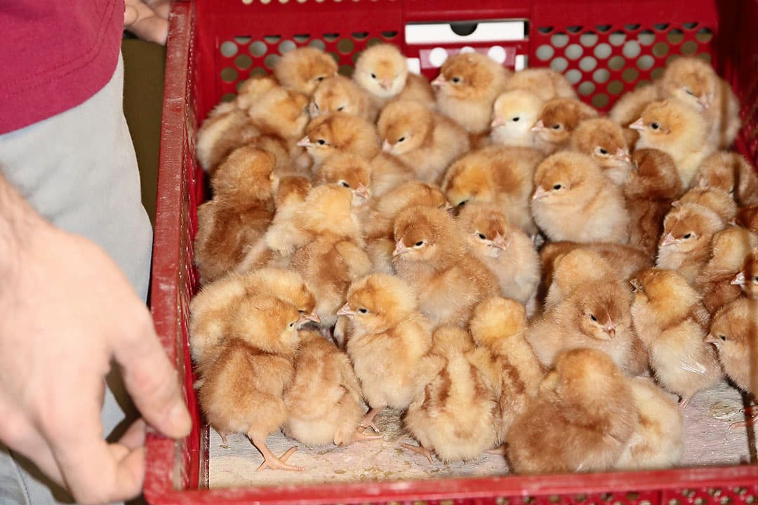 Na vaccinatie worden de kuikens op een bedrijf opgefokt. De helft van de hennen verblijft daar ook tijdens de legperiode. De andere helft gaat na de opfok naar een ander legbedrijf. - Foto's: Royal GD