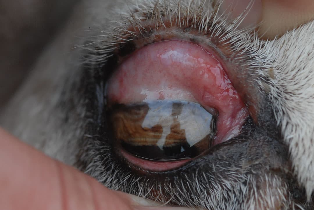 Schaap met gezwollen en ontstoken oogslijmvlies.