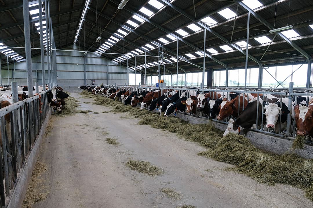 Archieffoto van een open stal. Afhankelijk van de wind kunnen er bij het mestmixen toch gassen blijven hangen, aldus de zegsman van de brandweer. – Foto: Jan Willem van Vliet