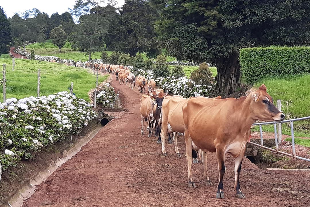 Twee dagen op pad met een spermaverkoper in Costa Rica. Koeien die naar de boerderij lopen tussen hagen van hortensia's geven goed weer wat voor belevenis dit is. - Foto's: Robert Prins