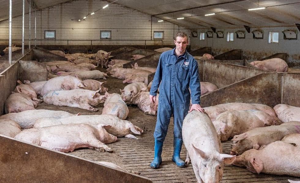 Hittestress bij zeugen vormt een serieuze bedreiging voor hun welzijn en goede productie. - Foto: Hipra