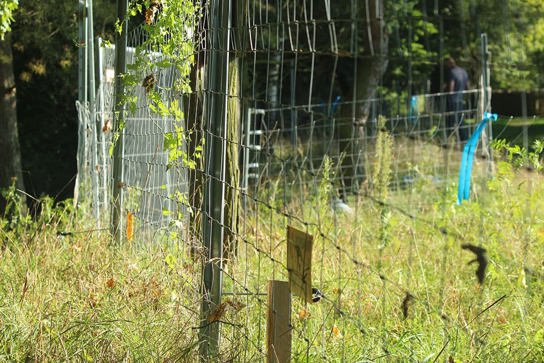 De Duitse deelstaat Brandenburg zette 1.000 kilometer afrastering neer om wilde zwijnen uit Polen tegen te houden. - Foto: Kees van Dooren