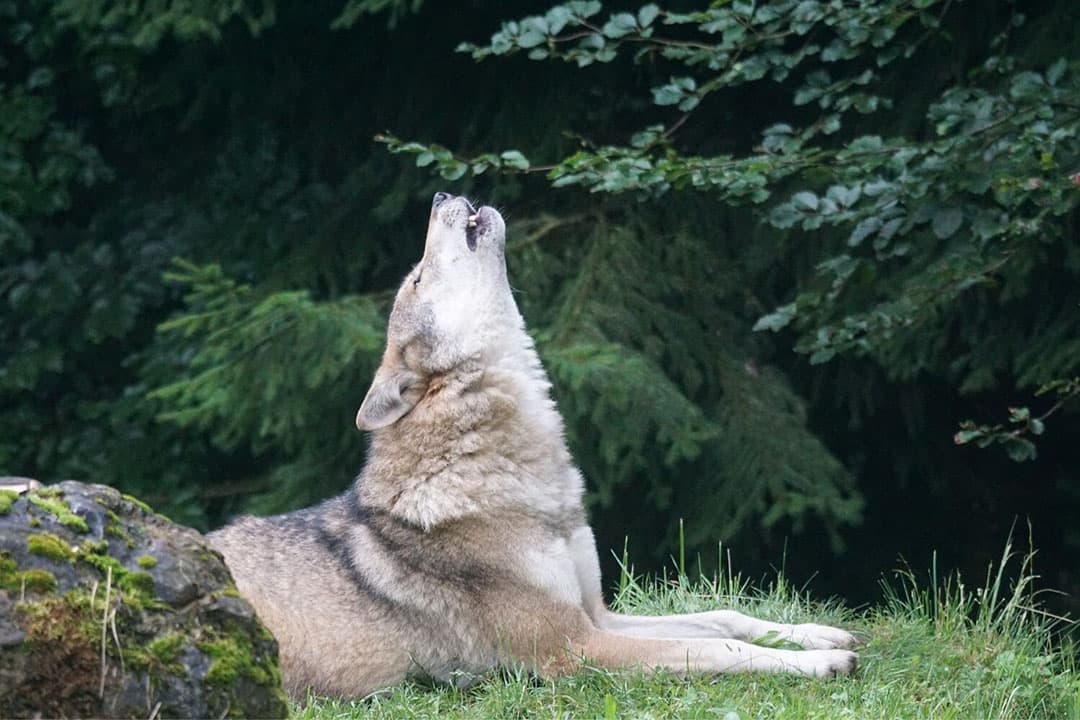 Eind vorig jaar liep er op De Hoge Veluwe een jonge wolf rond die ongebruikelijk tam was. Om het dier af te schrikken, wilde Gelderland het met een paintballgeweer beschieten. - Foto: Canva