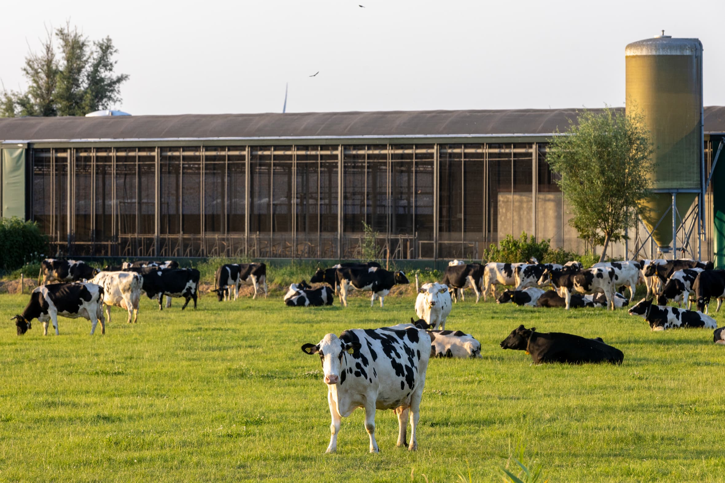 Op de melkveehouderij van een Koeien en Kansen-boer wordt kosteneffectief de methaanemissie verlaagd. - Foto: Koos Groenewold
