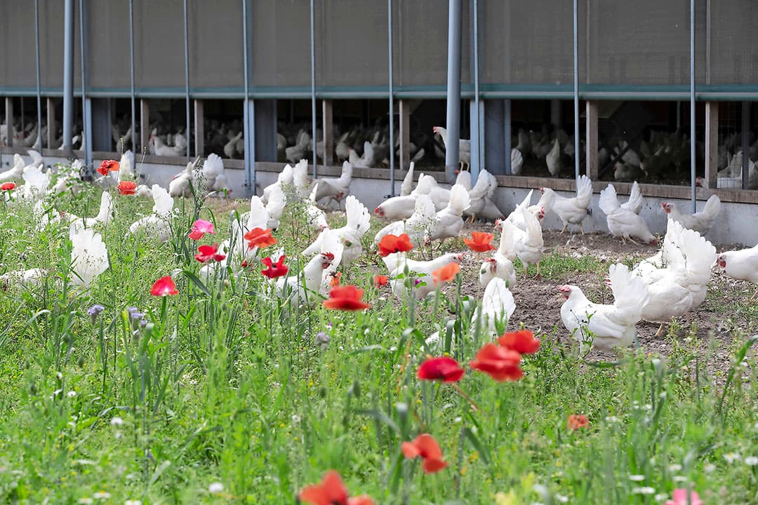 Legkippen mochten in juni 2022 in bepaalde regio’s weer naar buiten nadat ze sinds eind oktober 2021 verplicht binnen moesten worden gehouden. - Foto: Hans Banus