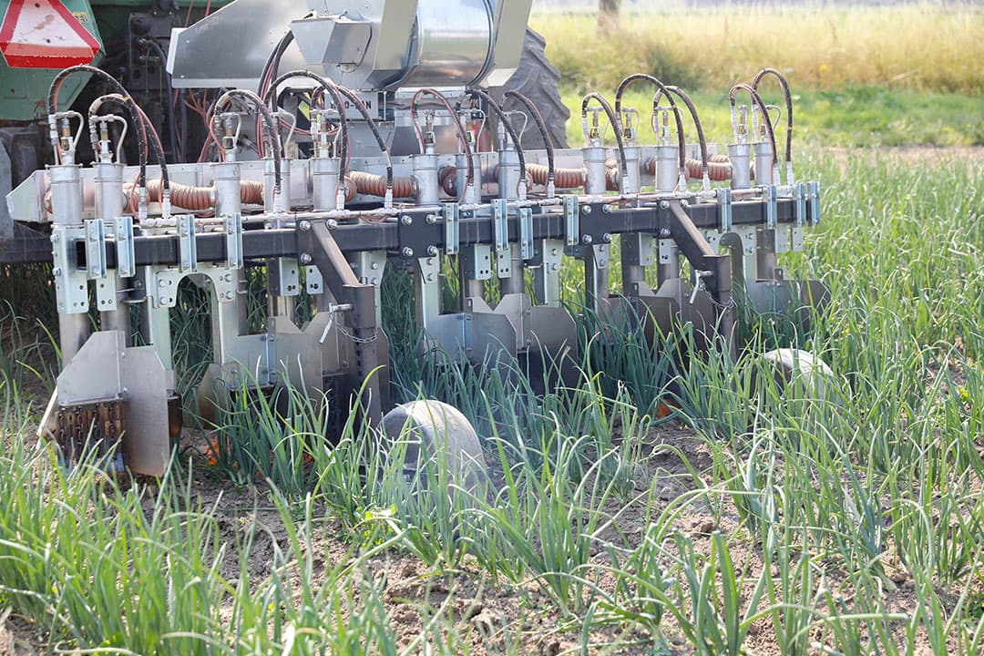 Onkruidbestrijding op biologisch akkerbouwbedrijf. - Foto: Roel Dijkstra