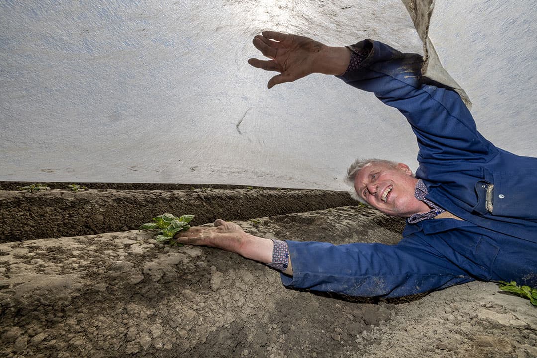 De controle van de opkomst van aardappelen onder vervroegingsdoek is wat lastiger dan die van aardappelen in de koude grond. Al is ook wel van bovenaf hier en daar te zien dat plantjes doorkomen. Laurens van Nederpelt roemt het verbeterde vliesdoek. "Sterker, veel minder kans op scheuren." Het doek is rondom vastgeploegd en eronder kijken vraagt wat spitwerk. - Foto: Leo Tholhuijsen