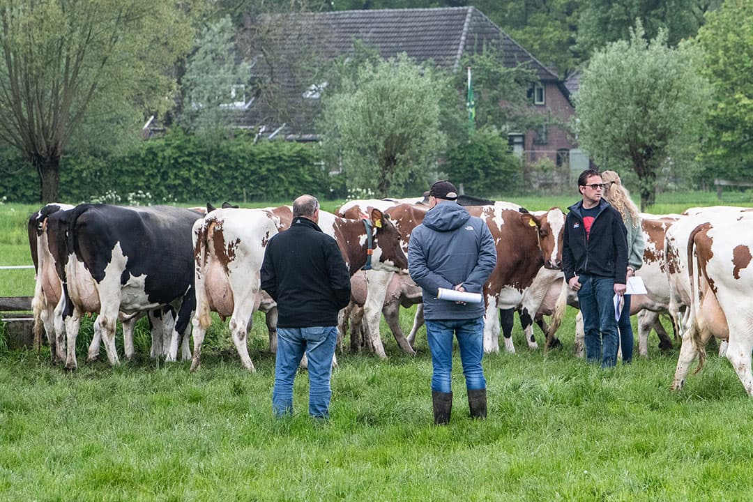 Geïnteresseerden bekijken de veestapel van Tonnie en Hanny Schutte in het Gelderse Harfsen. De maatschap stopt met hun melkveebedrijf, waardoor de volledige veestapel afgelopen woensdag werd geveild. - Foto: Ronald Hissink