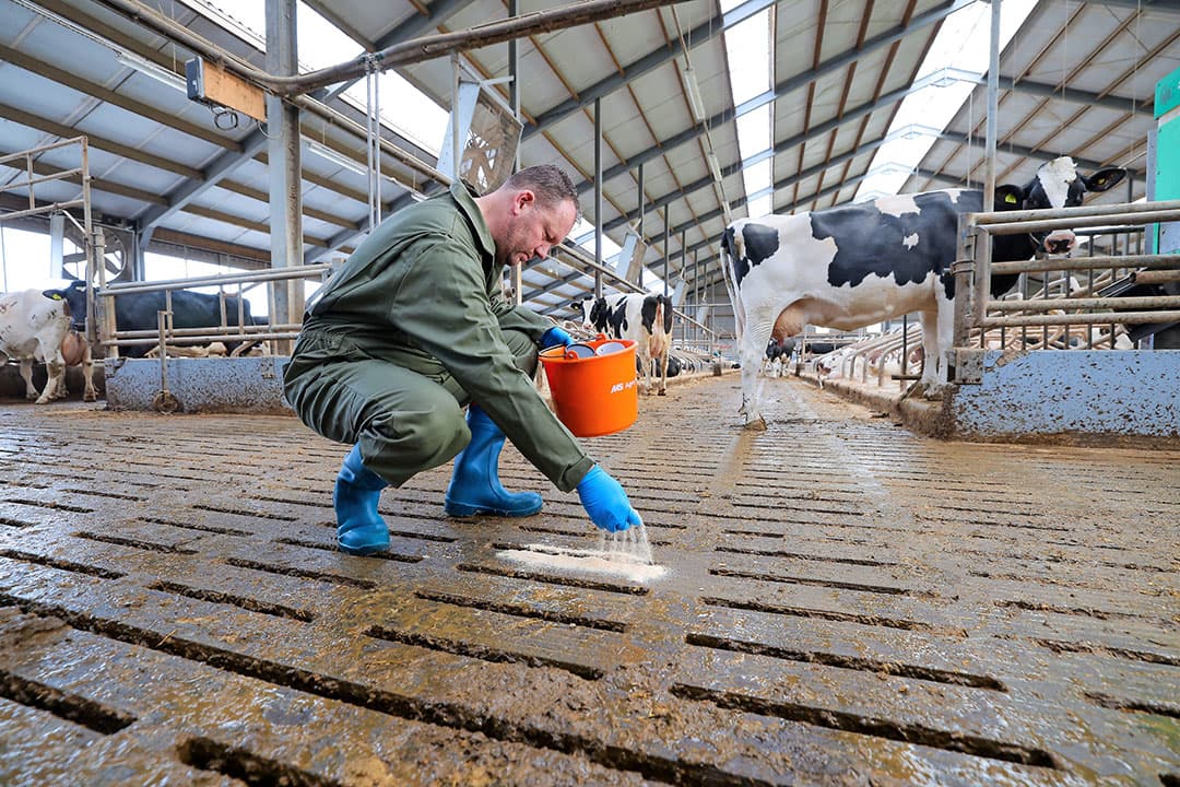 De laatste jaren maakt het gebruik van biologische bestrijding met roofvliegen en sluipwespen opmars. Het past in het streven van de sector om het gebruik van chemische middelen te verminderen. Het vraagt wel een planmatige aanpak. - Foto: Bert Jansen