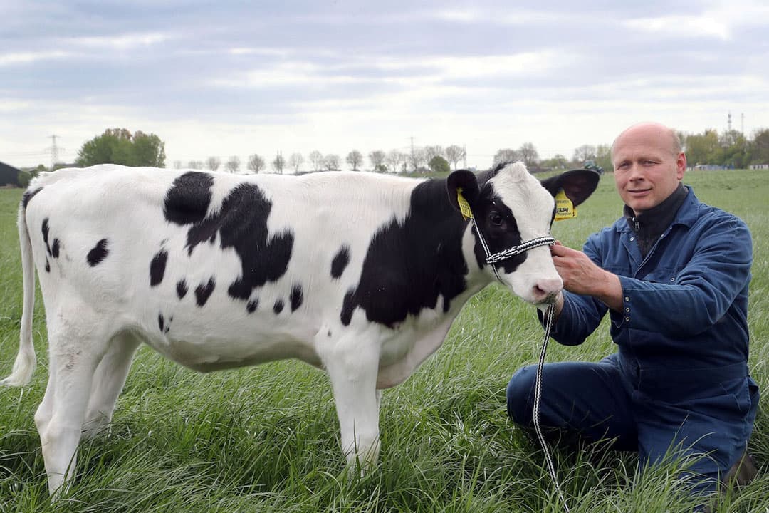 Koepon Gameday Range 138 heeft momenteel de hoogste DWP$-waarde van Nederland. - Foto: Zoetis