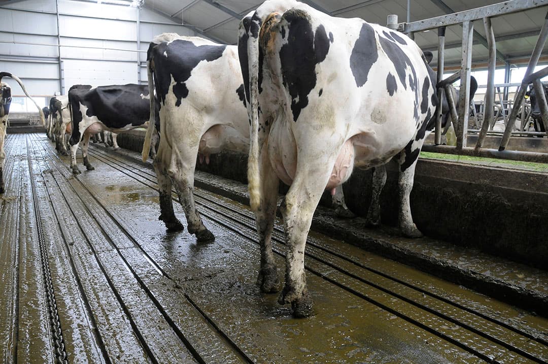 Volgens Agrifirm worden emissiereducerende maatregelen zoals deze stalvloer bedrijfseconomisch veel aantrekkelijker als veehouders bij een vergunningaanvraag kunnen werken met sensormetingen. - Foto: Penn Communicatie