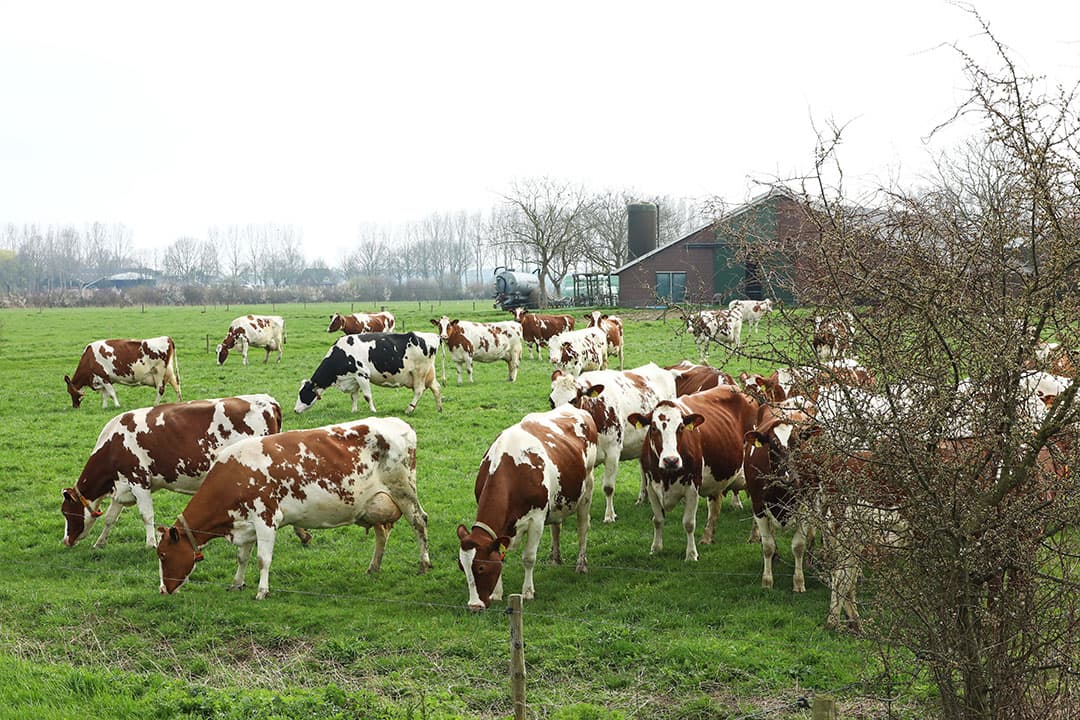 Gedurende het gehele weideseizoen helpt een goede balans in eiwit- en energievoorziening van melkvee om een najaarsdip te voorkomen. Net als beperken van hittestress. - Foto: Henk Riswick