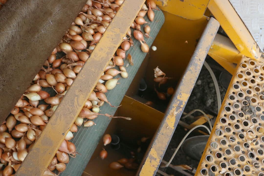 Gelijkmatig vallen de uitjes in de plantkokers en zo in de grond.