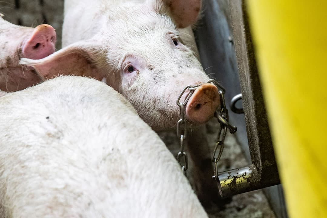 De gelten maken veel gebruik van de Happy Feeder. De zeugjes spelen de hele dag met de ketting. Die is geschakeld met twee hokken en krijgen als beloning een vezelrijke wroetmix.