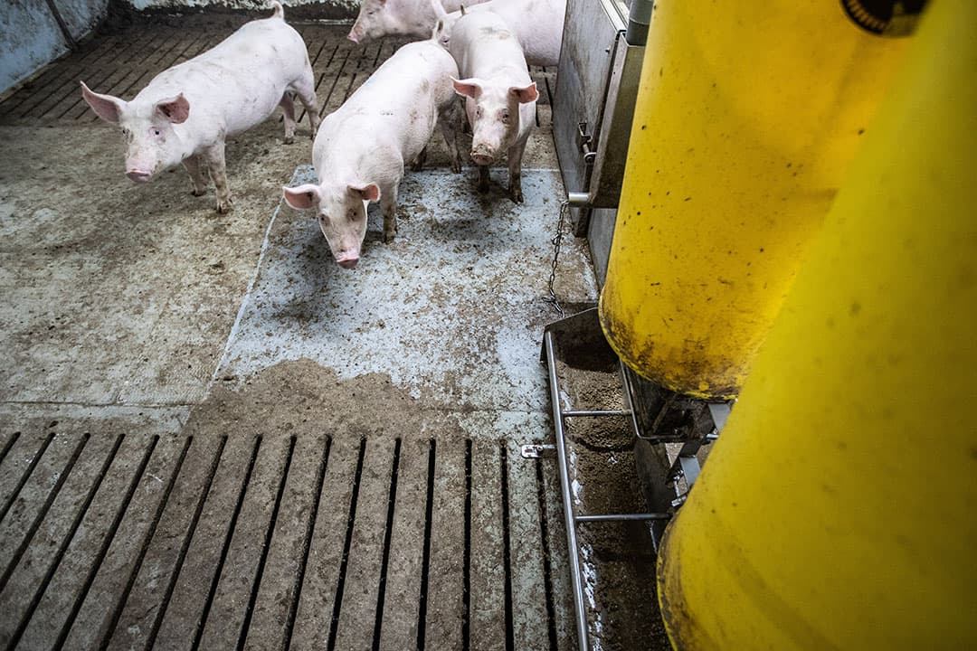 De geïmpregneerde coating is een aandachtspunt. Onder de voerbak en de Happy Feeder is daarom een extra laag coating aangebracht.