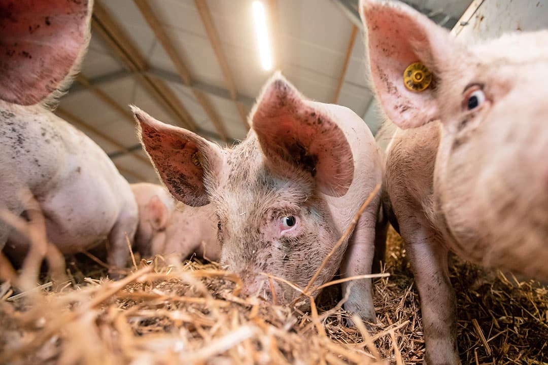 Door de bezigheden van alledag is er vaak maar weinig tijd om de bedrijfsvoering eens kritisch tegen het licht te houden. Toch is het slim dit wel te doen, want het kan je als varkenshouder veel opleveren. - Foto: Ronald Hissink