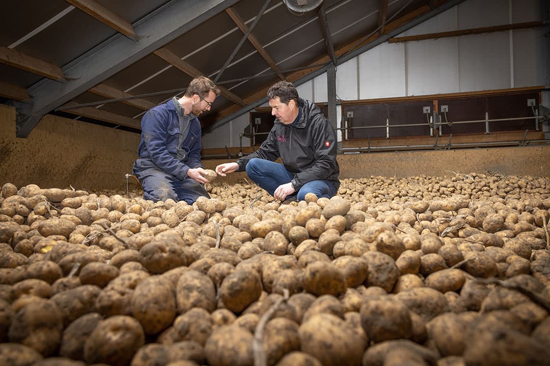 Akkerbouwer Johan van der Wekken (links) en Delphy-adviseur Luc Remijn beoordelen een cel Agria’s en kijken of het bewaarregime moet worden aangepast. Remijn begeleidt bij diverse telers in Zeeland het bewaarproces. - Foto: Peter Roek