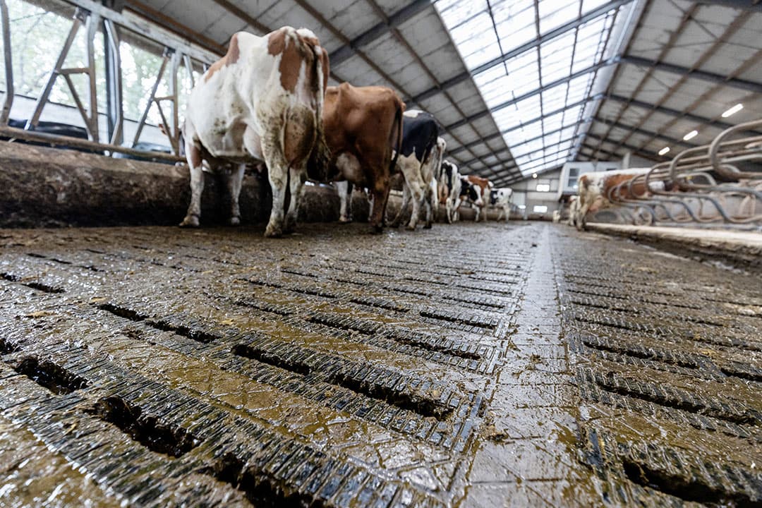 Een emissiearme stalvloer. Maatregelen als eiwitarm veevoer en de omslag naar emissiearme stallen zijn volgens de rechter nog niet aantoonbaar effectief om de stikstofuitstoot voldoende te reduceren. - Foto: Herbert Wiggerman