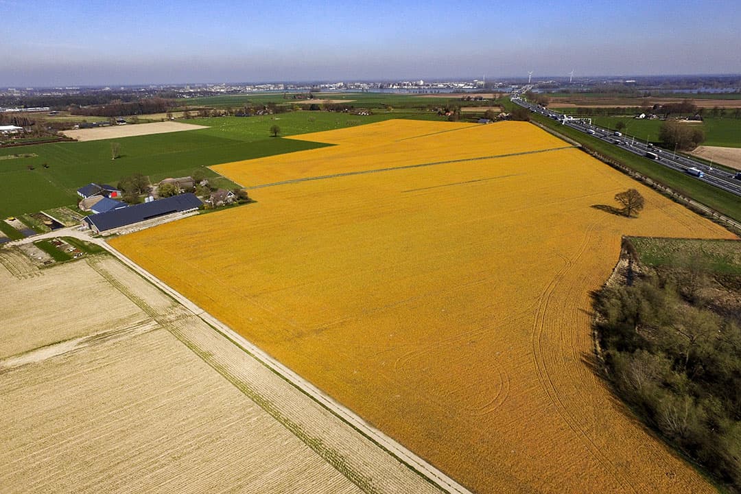 Gele velden door spuiten met glyfosaat. - Foto: Ronald Hissink