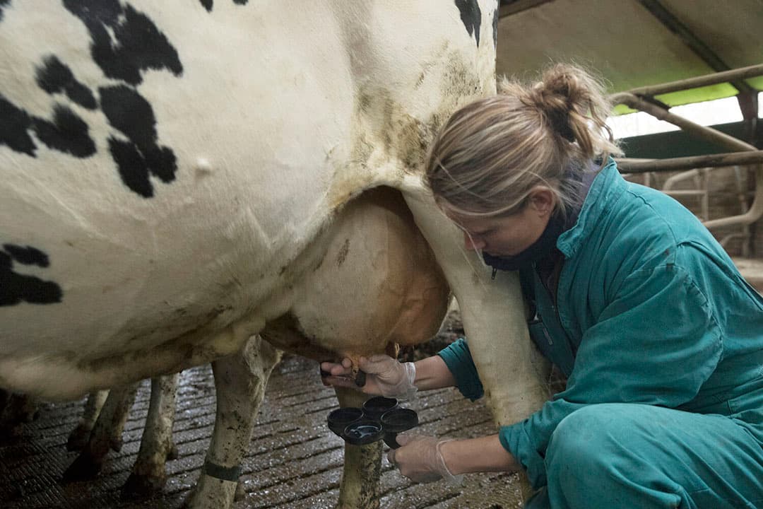 Tijdens de lactatie is subklinische mastitis soms lastig aan te pakken, zeker als het chronisch is geworden. - Foto: Zoetis