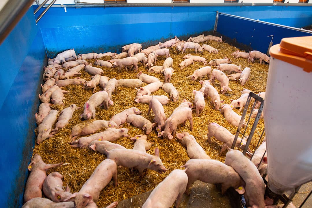 Emissiearme varkensstal waarin biggen op stro liggen. Brabant zet in op stalinnovatie om stikstofdepositie terug te dringen. - Foto: Ronald Hissink