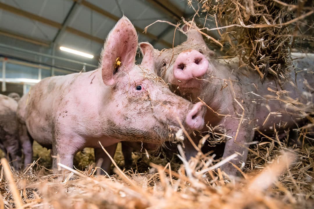 De afzet van vlees uit diervriendelijke systemen staat als gevolg van een hogere prijs onder druk. - Foto: Ronald Hissink