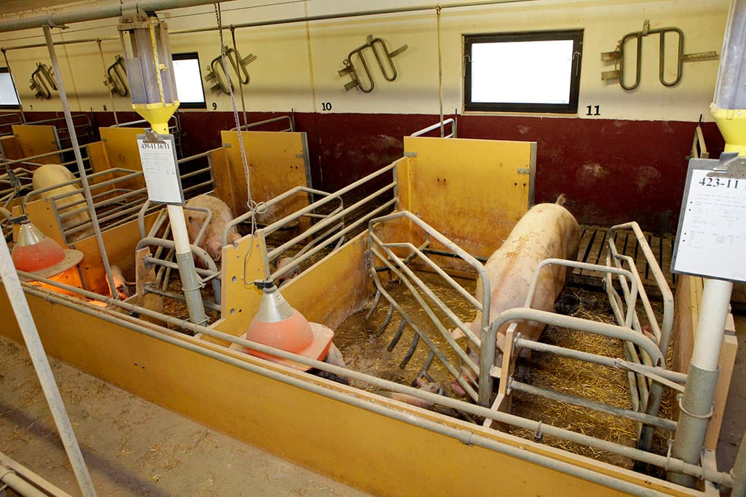 Dierenwelzijn staat hoog in het vaandel in Scandinavië. Vrijloopkraamhokken met stro als ligbed is dan ook gemeengoed in de Zweedse varkenshouderij. - Foto: Henk Riswick