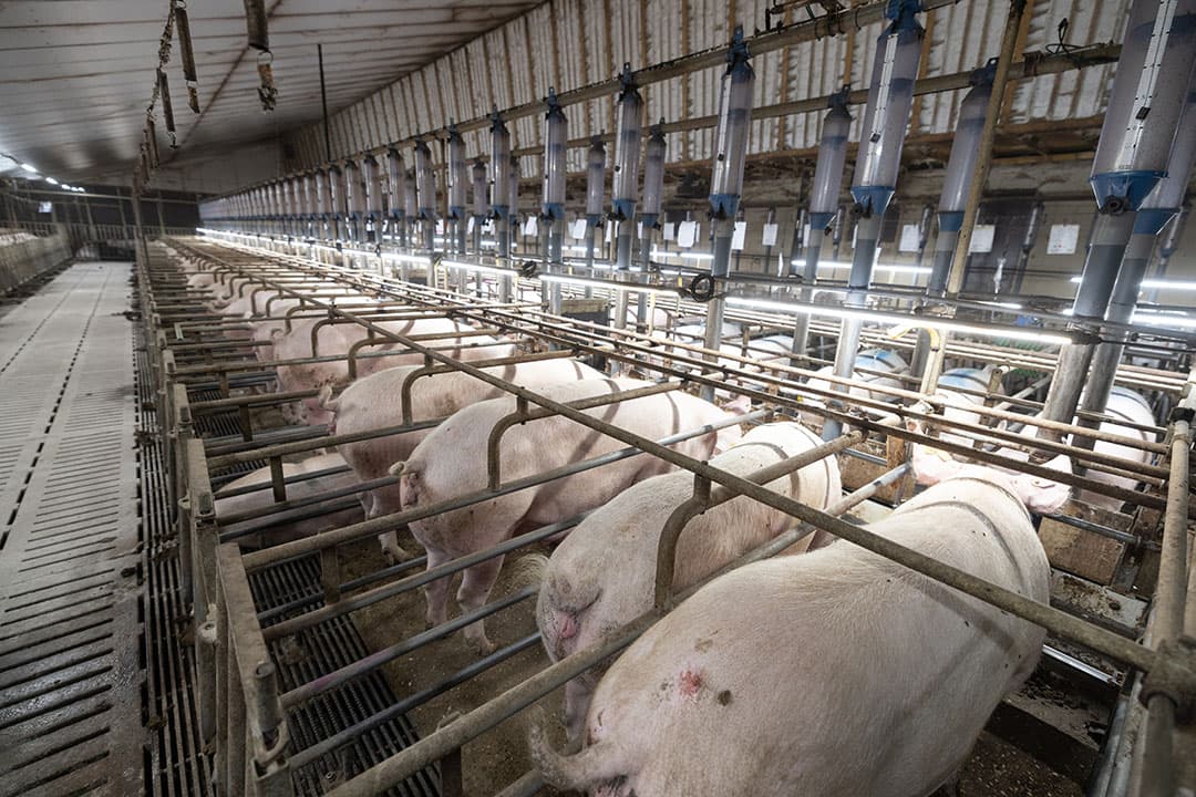 Volgens Robert Hoste van Wageningen ER ziet de nabije toekomst er voor de zeugenhouderij rooskleuriger uit. - Foto: Peter Roek