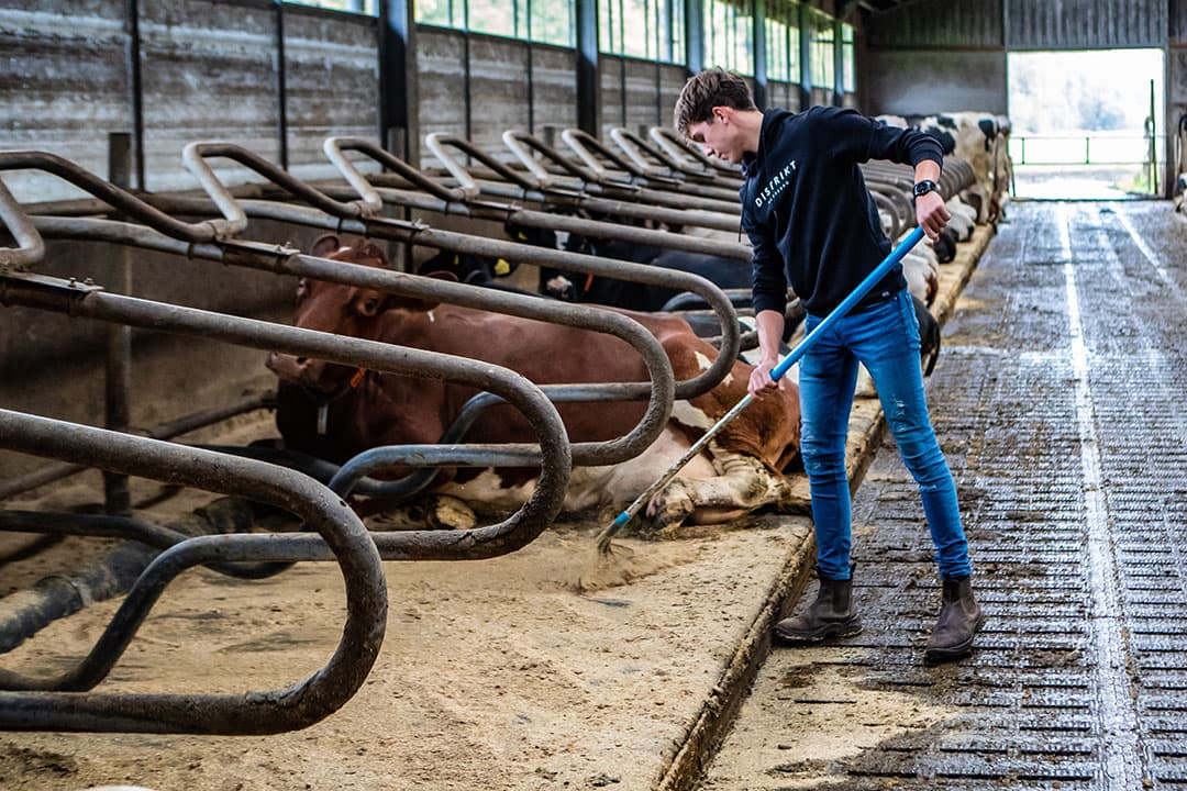 In 2017 kwam er een nieuwe stal voor de koeien. Er is plek voor 100. Max hoopt dat die er uiteindelijk ook in komen.