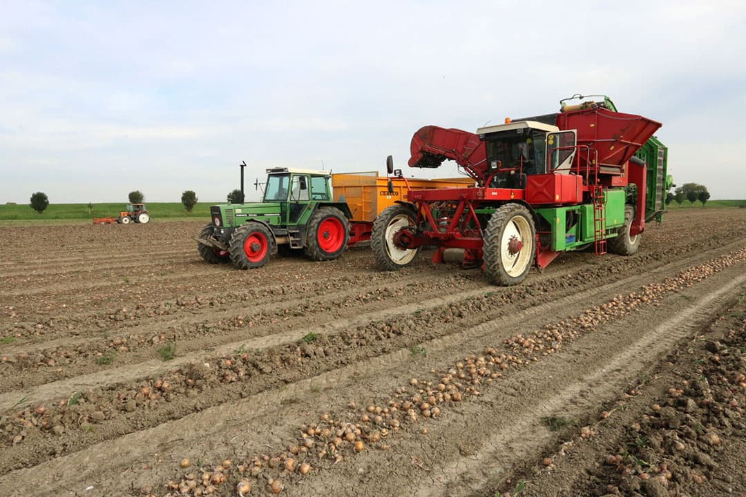Om de uien zo tarravrij mogelijk in de schuur te krijgen werden de uien meteen na het rooien geraapt. Daarvoor is loonbedrijf Kloosterman met een zelfrijdende Riecam aardappelrooier ingeschakeld. Deze machine is aangepast voor de uienoogst en heeft een uitgebreider reinigingssysteem dan de getrokken rooier die Jasperse normaal gebruikt.