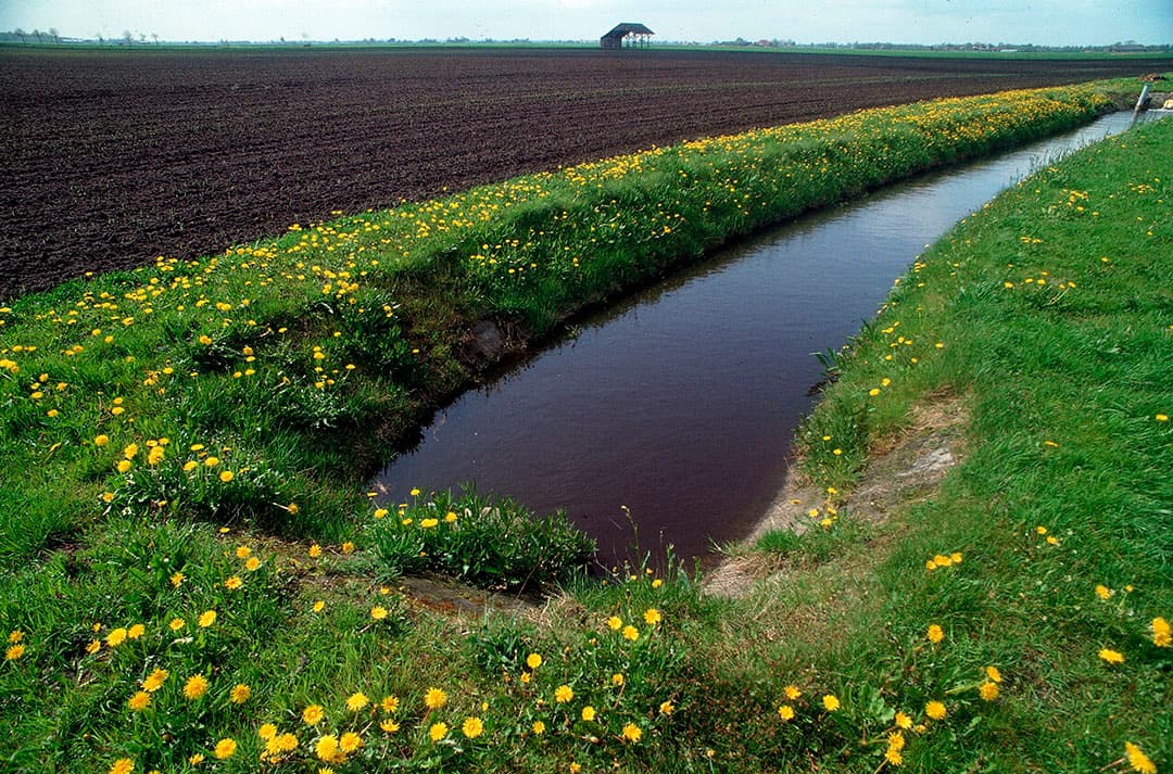 In het kader van het Gemeenschappelijk Landbouwbeleid zijn bufferstroken straks een vereiste om in aanmerking te komen voor landbouwsubsidies. - Foto: Theo Tangelder
