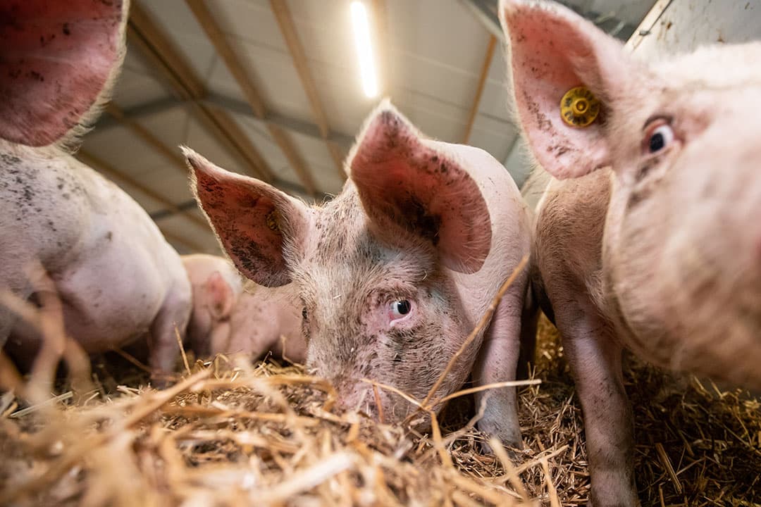 Biologische varkenshouderij. - Foto: Ronald Hissink